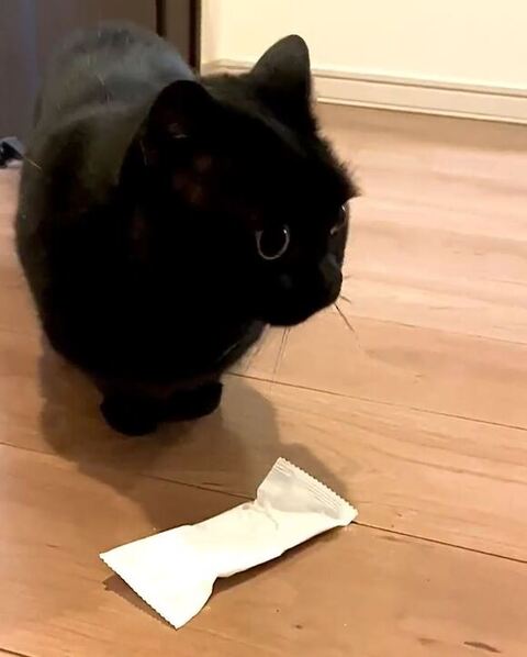 ドヤ顔のくろよくん