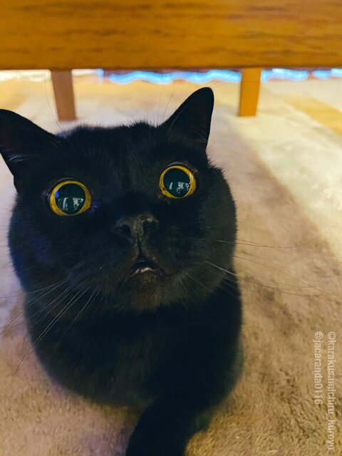 驚いてるくろよくん
