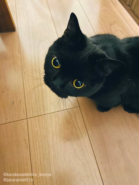 ウィスカーパッドがこんもりのくろよくん