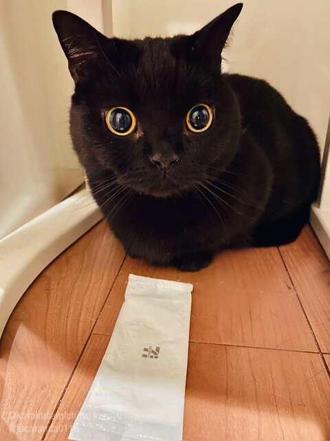 おしぼりを前に目が真ん丸のくろよくん