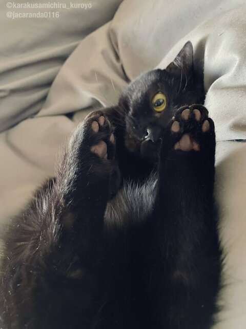 寝転がってるくろよくん