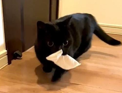 おしぼり運ぶくろよくん