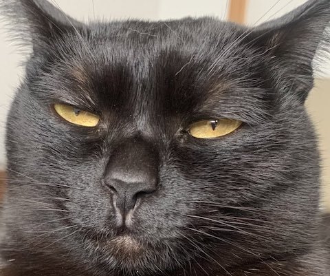 黒猫の半目の拡大社員