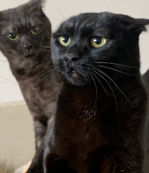 黒猫の耳が消えたように見える