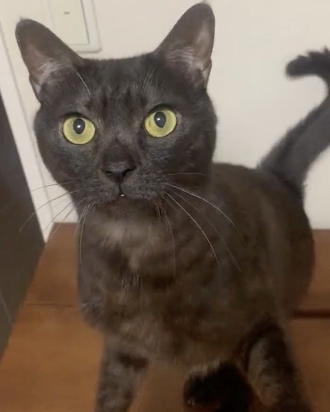 ブラックスモークのグリくん