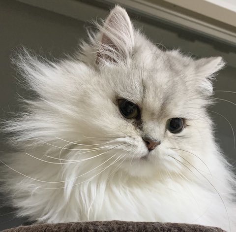 チンチラシルバーのアルくん