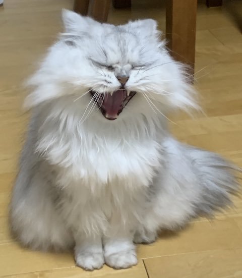 チンチラシルバーの大あくび