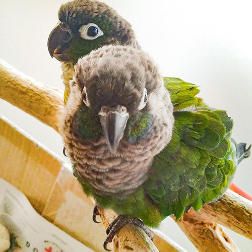 ウロコインコ夫婦