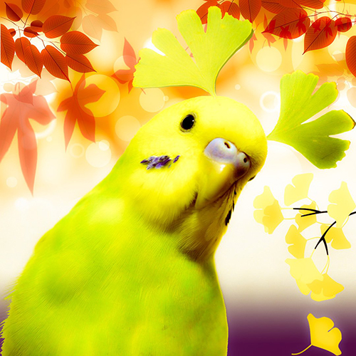 幼鳥時代のおじいちゃん