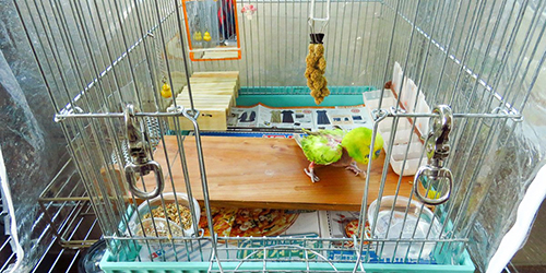 フローリングのお家