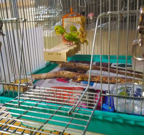 ウッドデッキのお家