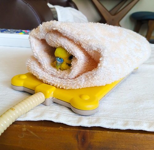 ぽかぽかおじいちゃんインコ