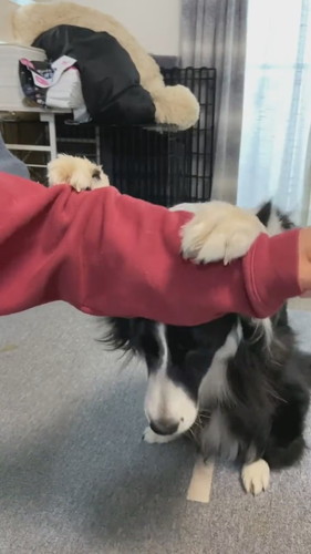 再び顔を下げる犬