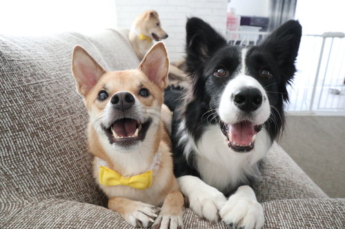 こゆきちゃんとハイムちゃん