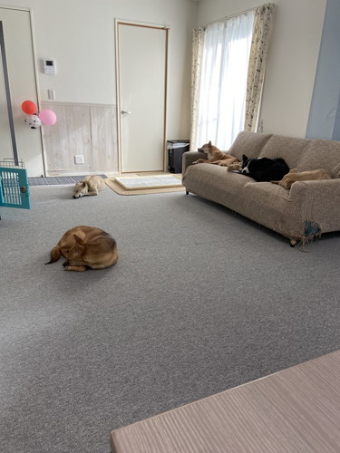 ワンコたちがすやすや