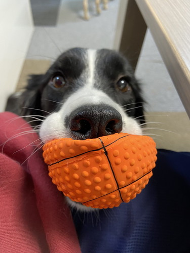 おもちゃを持ってきたこゆきちゃん