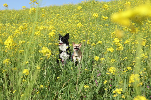 菜の花畑にたたずむこゆきちゃんとハイムちゃん