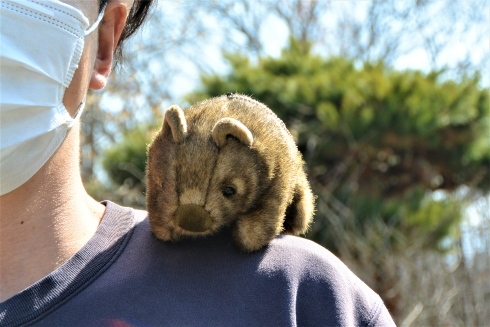 茶臼山動物園で発売されるウォンバットのボールチェーン