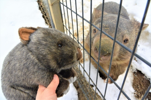 ウォンバットボールチェーン