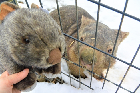 ウォンバットボールチェーン