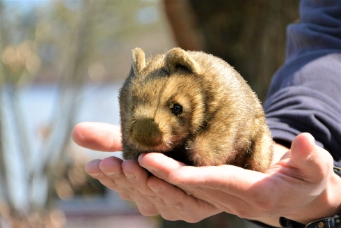 ウォンバットボールチェーン