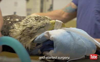 ハクトウワシの手術