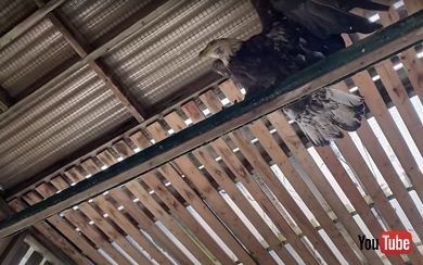 リハビリを頑張るハクトウワシ