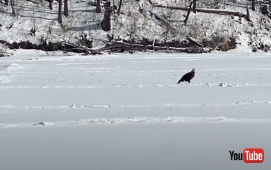 振り返るハクトウワシ