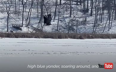 去っていくハクトウワシ