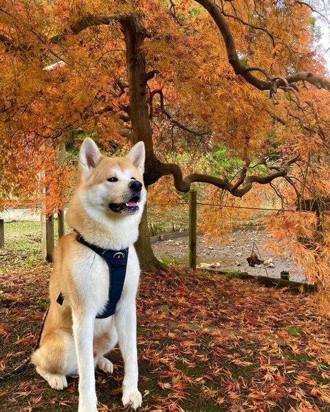 紅葉と大吉くん