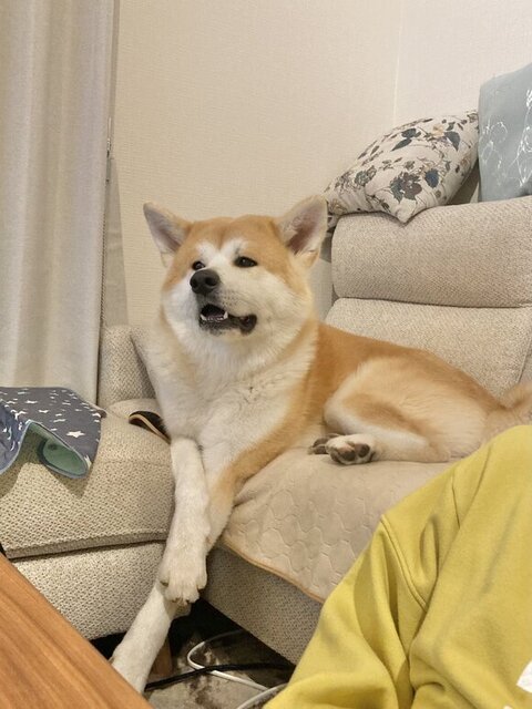 手を交差させる大吉くん