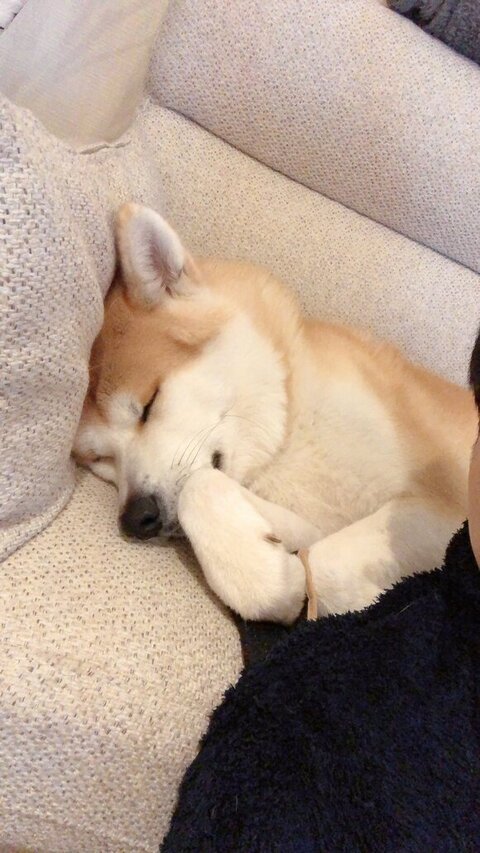 寝てる大吉くん