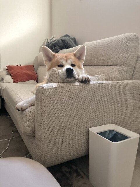 ソファから見てる大吉くん