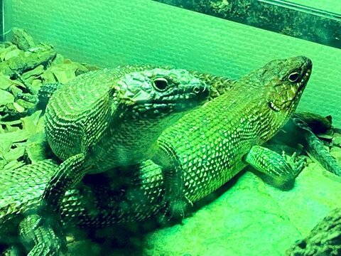 カニンガムイワトカゲ2匹