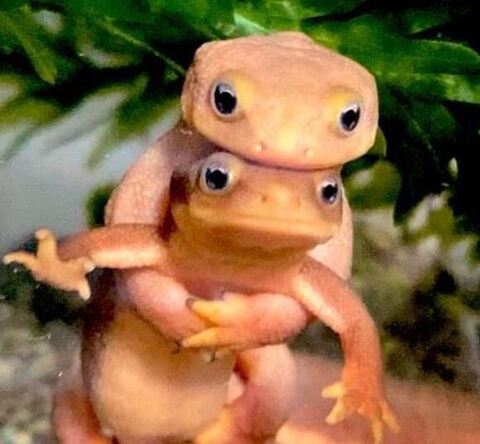 かわいいイモリ