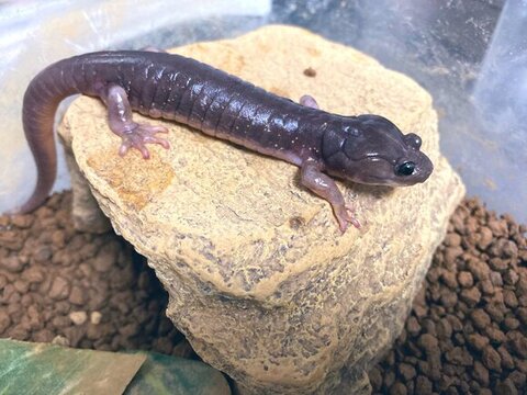 シルバーっぽい色の不思議な生き物