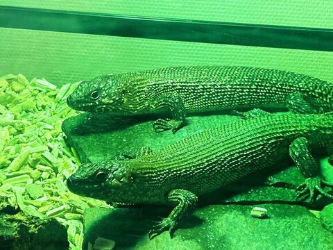 カニンガムイワトカゲ2匹