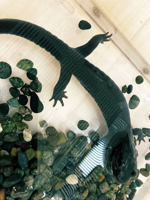 イシヅチ