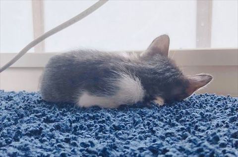 青いカーペット