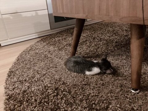 ブラウンカーペット