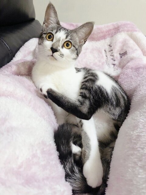 ソファでおめめきラキラ