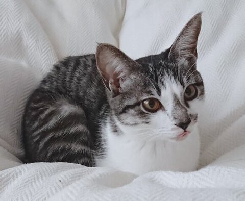 舌をだしてるししゃもちゃん