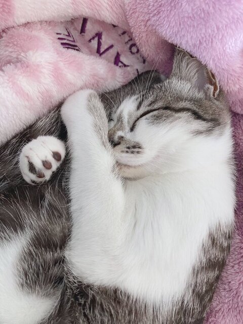 寝てるししゃもちゃん