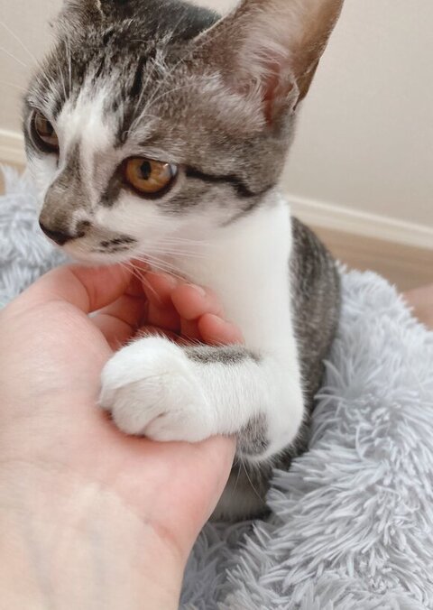 お手してるししゃもちゃん