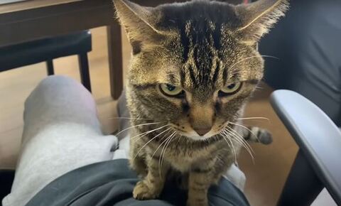 座ってこっちを見てるてんちゃん