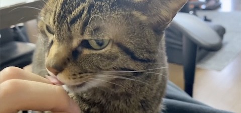 手をなめながら決め顔をするてんちゃん