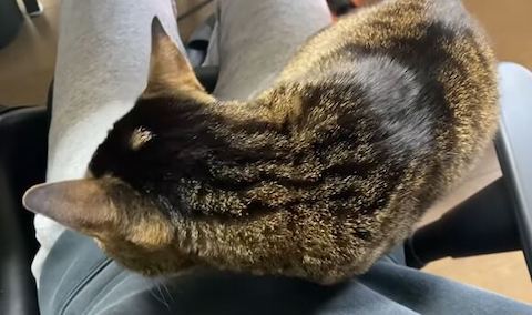 ヒザの上にやってきました