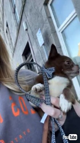 ワンコのエアかき