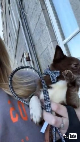 かわいい小型犬