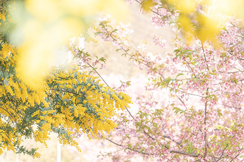 桜とミモザのコラボ写真（2）